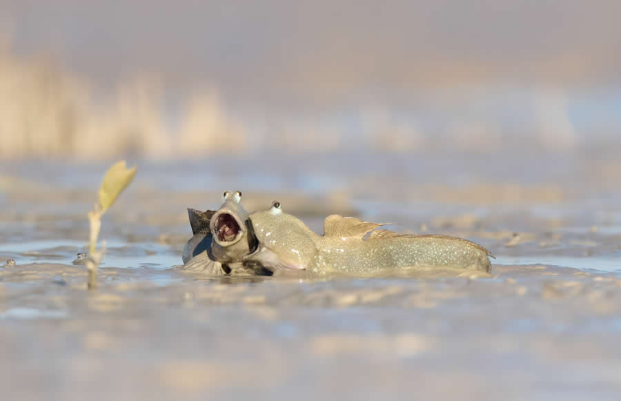 2025 Comedy Wildlife Awards Best Entries