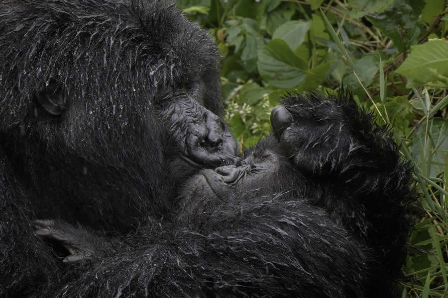 2025 Comedy Wildlife Awards Best Entries
