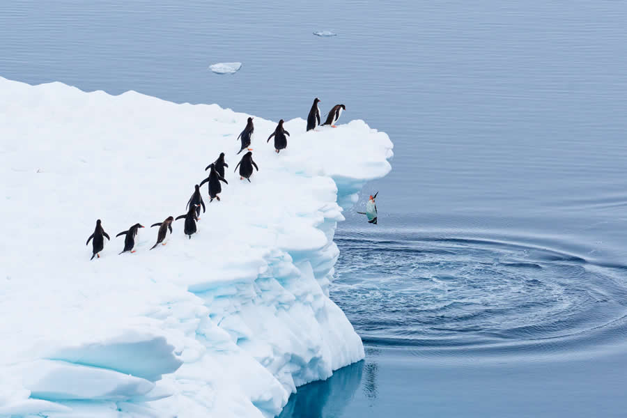 2025 Comedy Wildlife Awards Best Entries