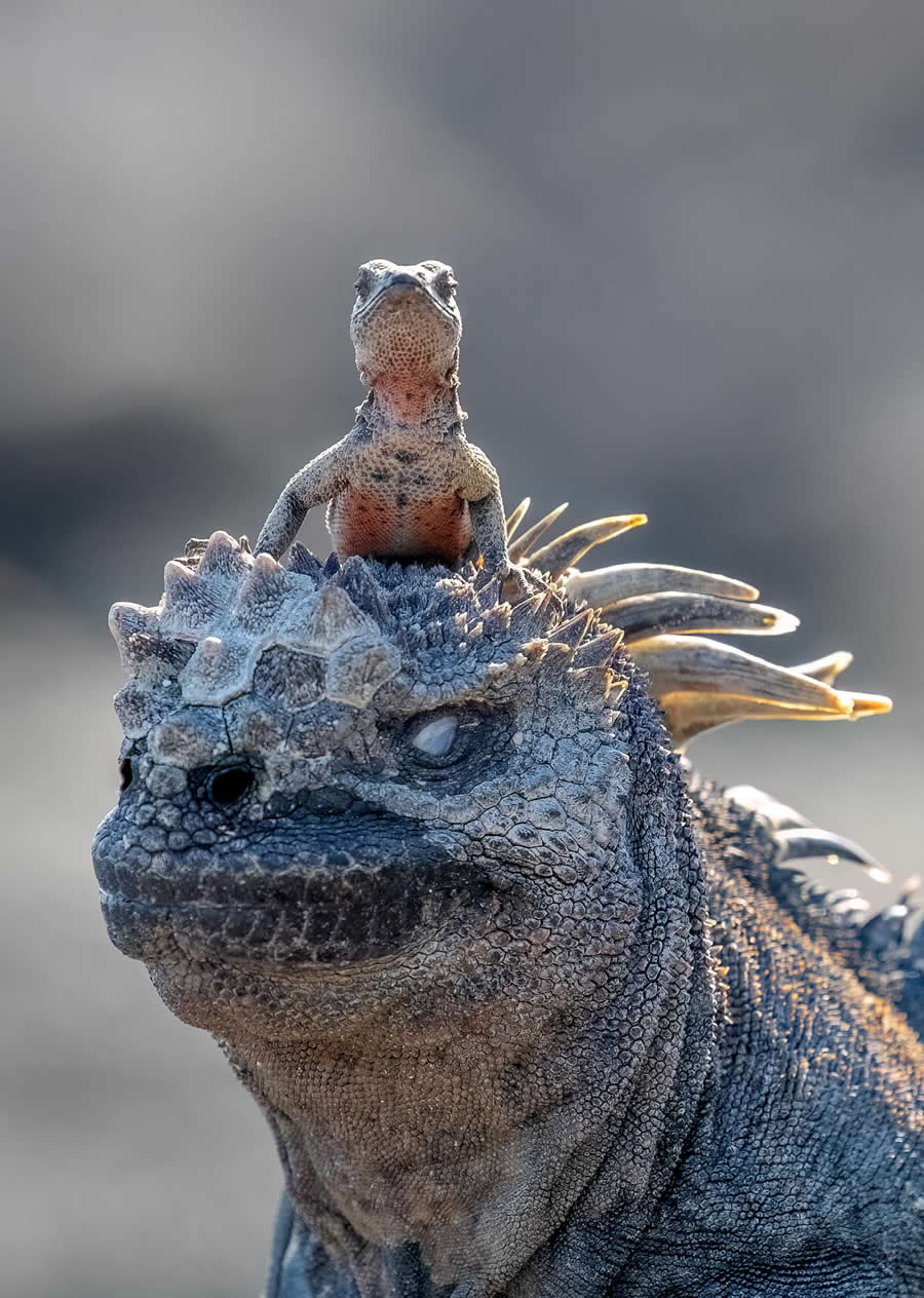 2025 Comedy Wildlife Awards Best Entries