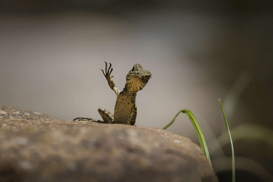 2025 Comedy Wildlife Awards Best Entries