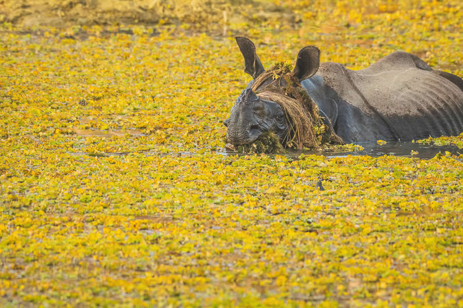 2025 Comedy Wildlife Awards Best Entries