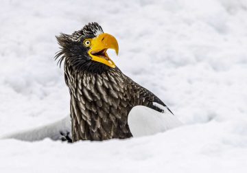 2025 Comedy Wildlife Awards Best Entries