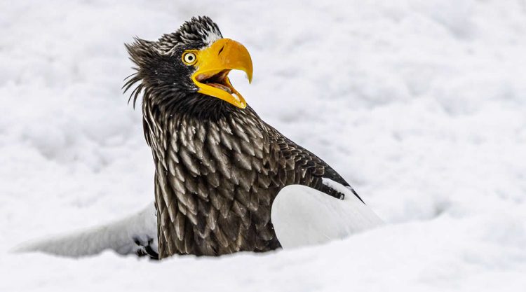 2025 Comedy Wildlife Awards Best Entries