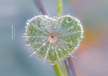 Macro Photos of Dew-Kissed Leaves and Flowers by Luci Rodriguez