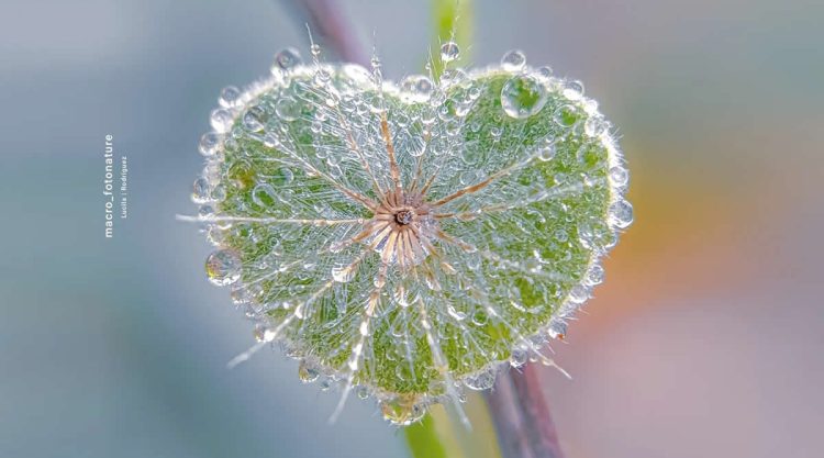 Macro Photos of Dew-Kissed Leaves and Flowers by Luci Rodriguez