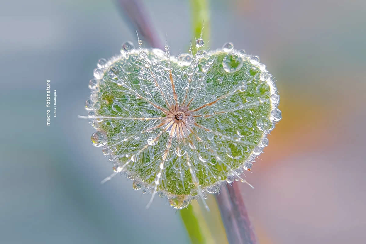 20 Mesmerizing Macro Photos of Dew-Kissed Leaves and Flowers by Luci Rodriguez