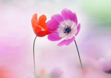 Beauitful Macro Photography
