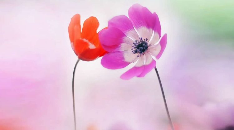 Beauitful Macro Photography