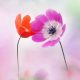 Beauitful Macro Photography