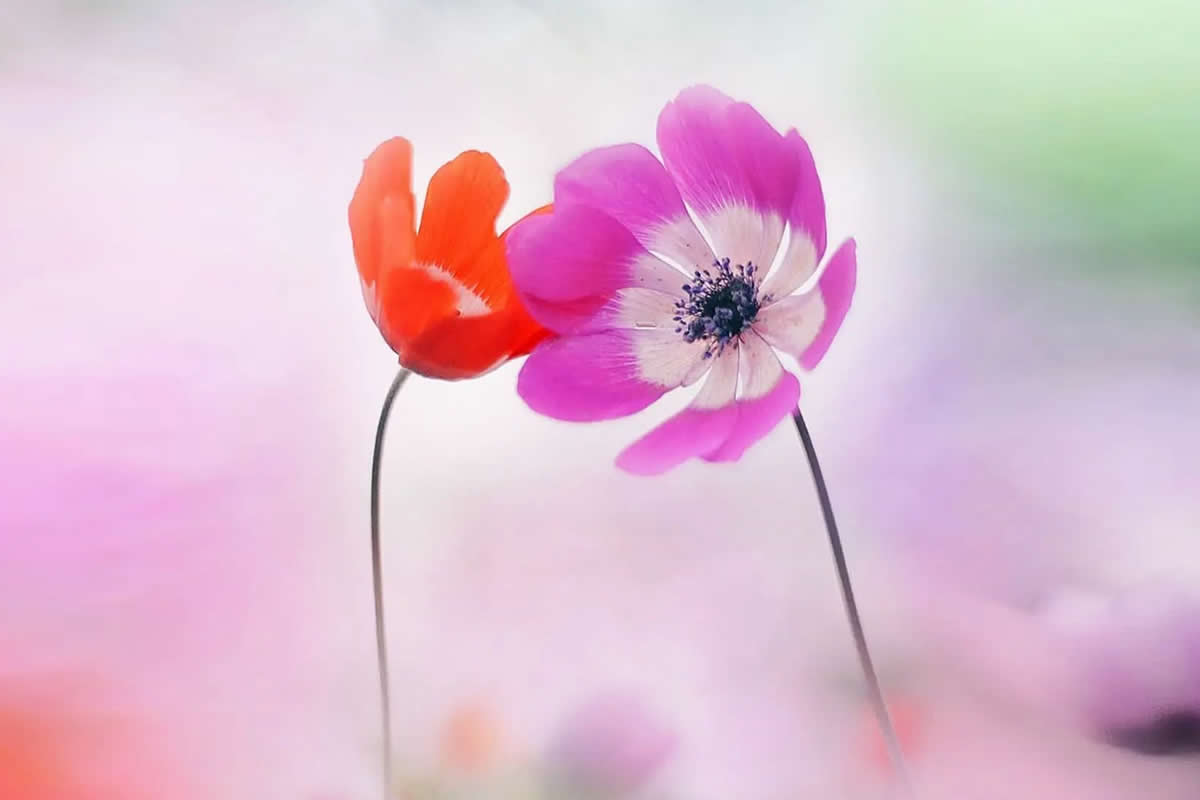 30 Enchanting Macro Shots That Capture the Beauty in the Smallest Things