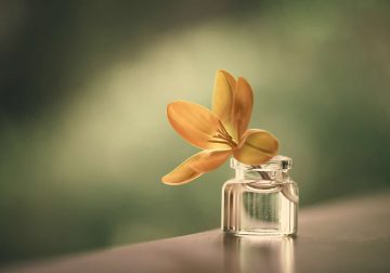 Still Life Photography Art and Beauty Found in Everyday Moments