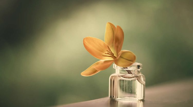 Still Life Photography Art and Beauty Found in Everyday Moments