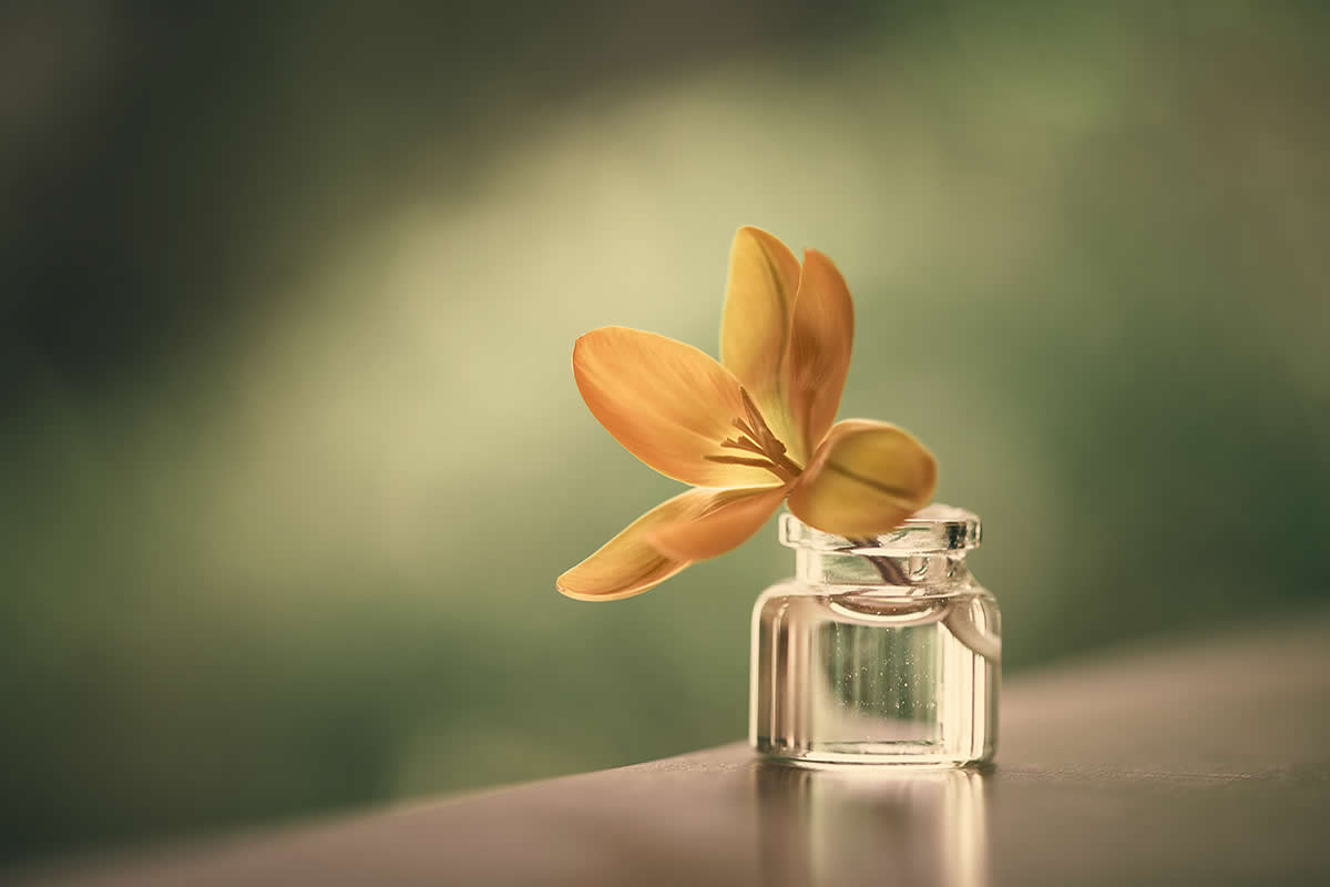 30 Enchanting Still Life Photos That Transform the Ordinary into the Extraordinary