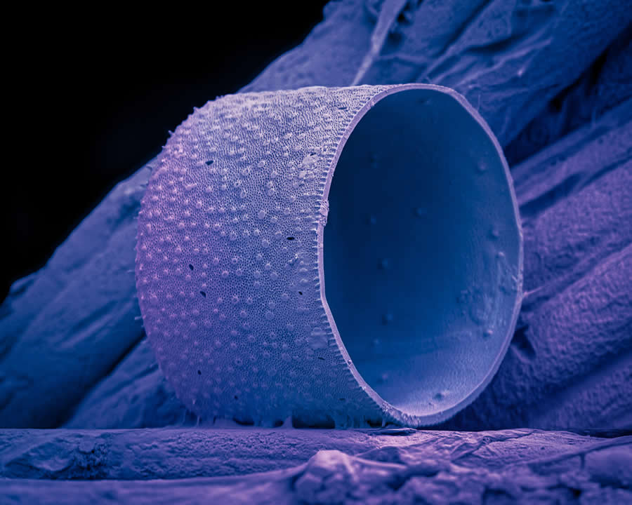 Nature Winners from 2025 Fine Art Photography Awards