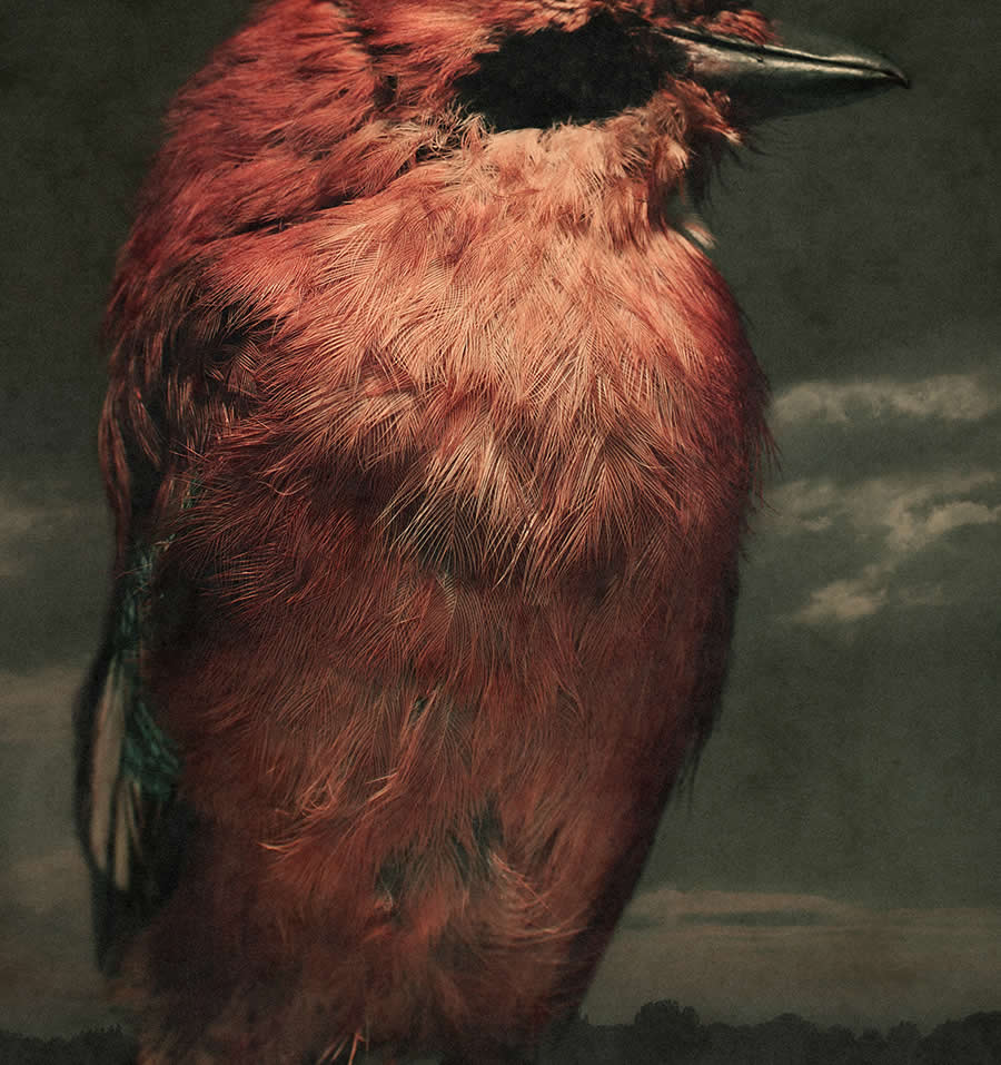 Nature Winners from 2025 Fine Art Photography Awards