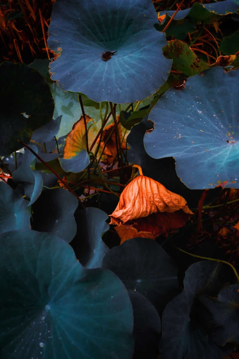 Nature Winners from 2025 Fine Art Photography Awards