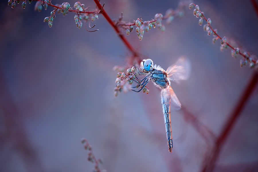 Nature Winners from 2025 Fine Art Photography Awards