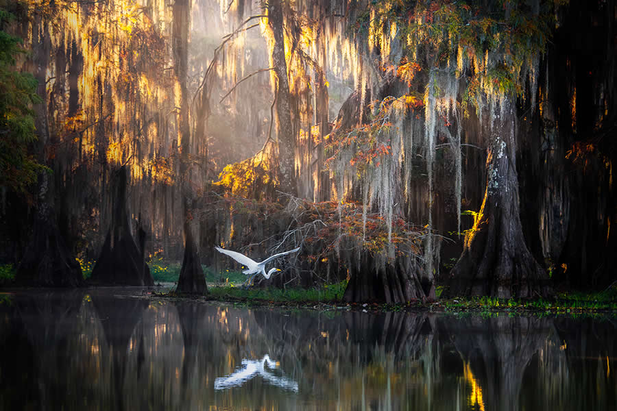 Nature Winners from 2025 Fine Art Photography Awards