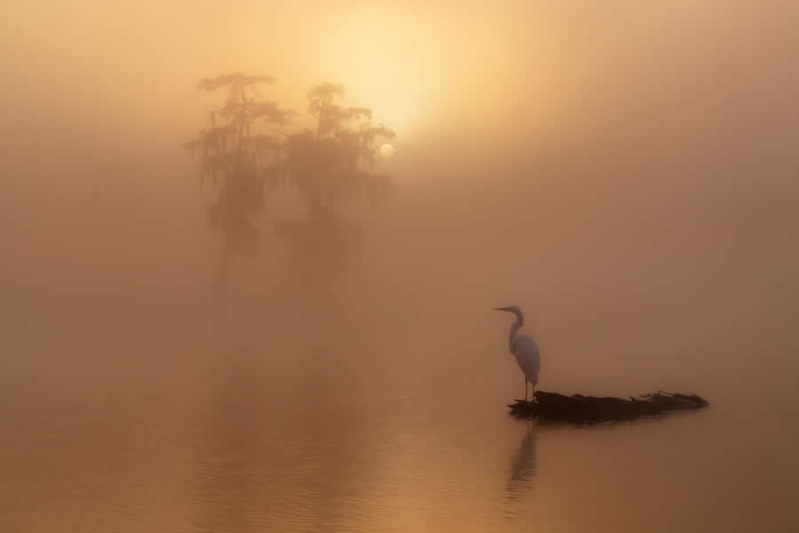 Nature Winners from 2025 Fine Art Photography Awards