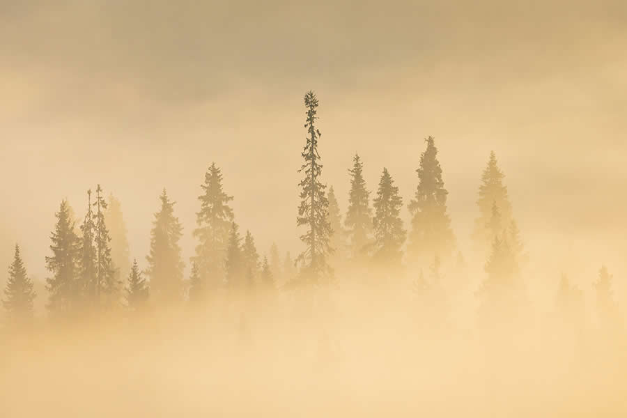 Nature Winners from 2025 Fine Art Photography Awards
