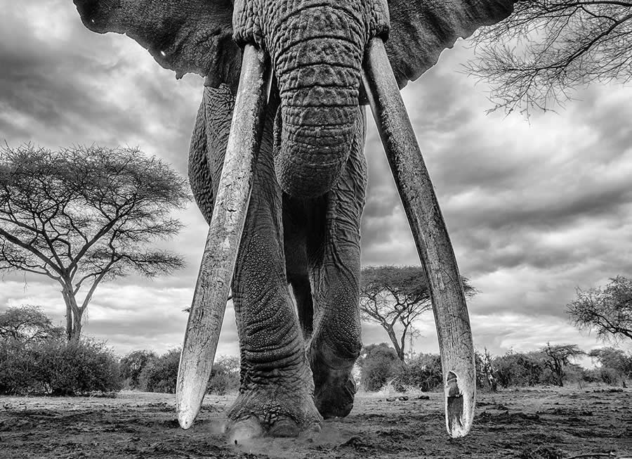 2025 Fine Art Photography Awards Wildlife Winners
