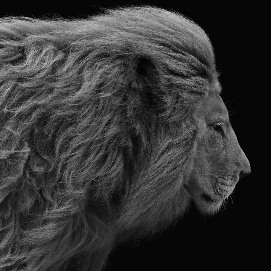 2025 Fine Art Photography Awards Wildlife Winners
