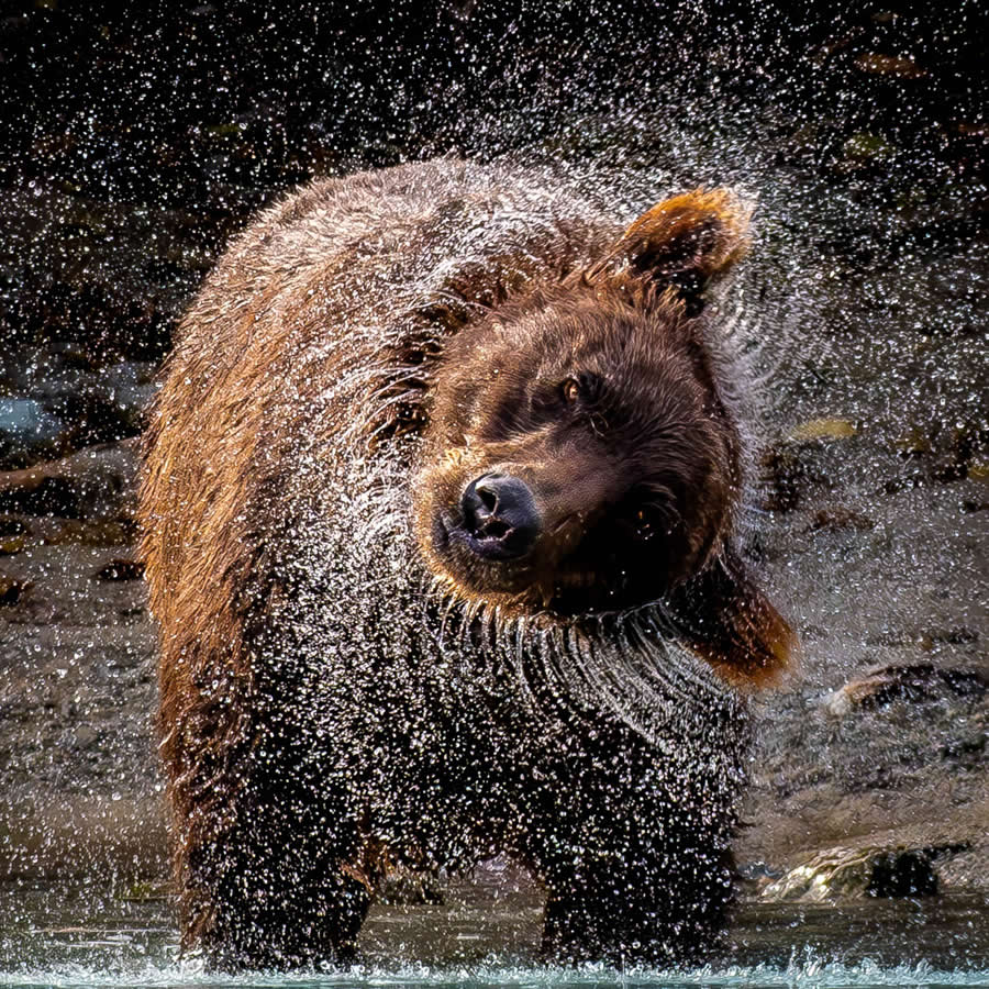 2025 Fine Art Photography Awards Wildlife Winners