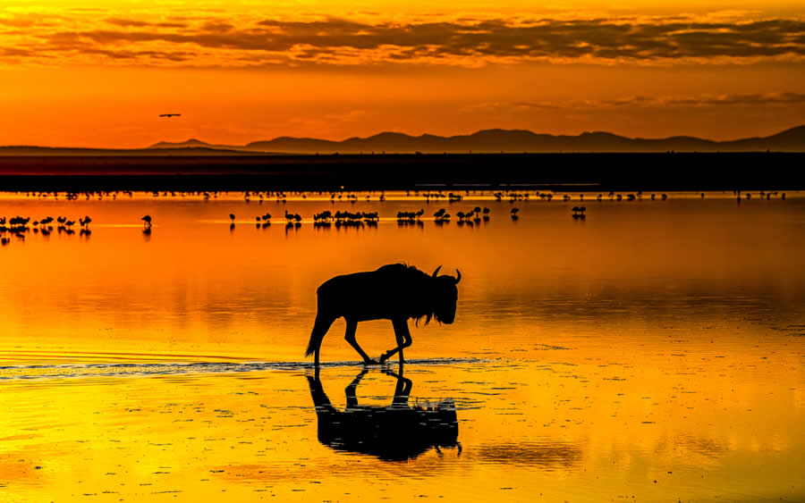 2025 Fine Art Photography Awards Wildlife Winners