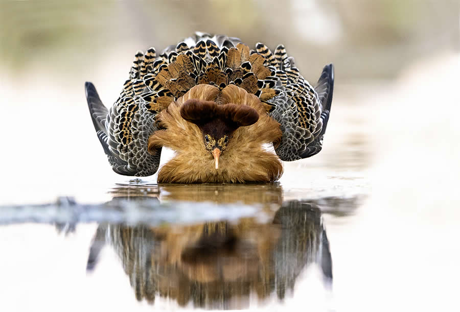 2025 Fine Art Photography Awards Wildlife Winners