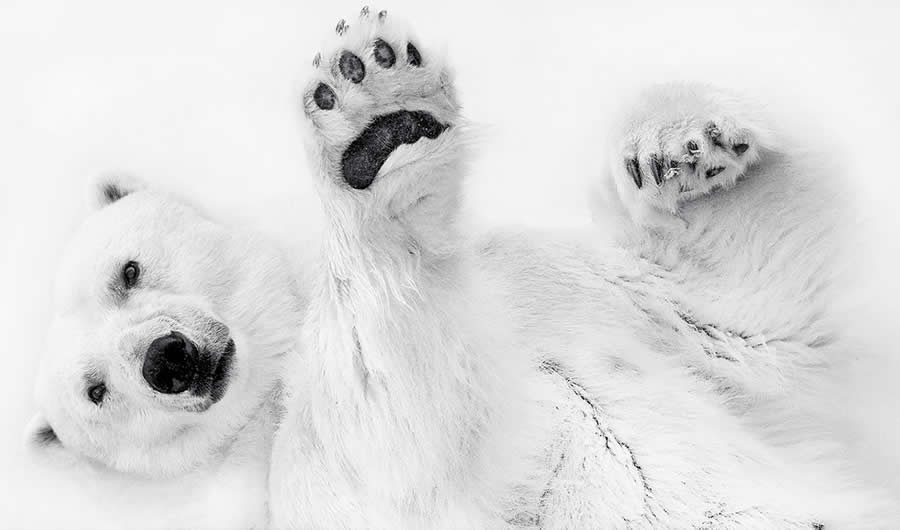 2025 Fine Art Photography Awards Wildlife Winners