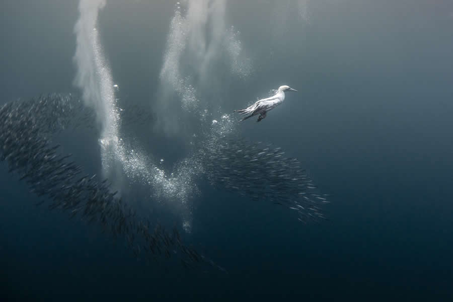2025 Fine Art Photography Awards Wildlife Winners