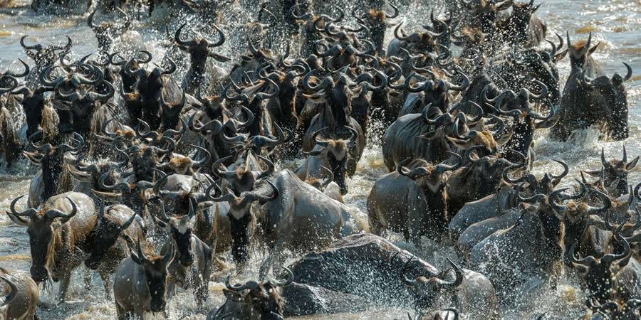 2025 Fine Art Photography Awards Wildlife Winners