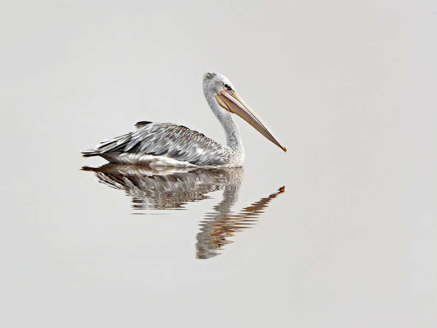 2025 Fine Art Photography Awards Wildlife Winners