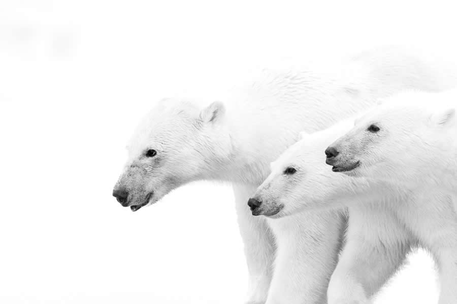 2025 Fine Art Photography Awards Wildlife Winners