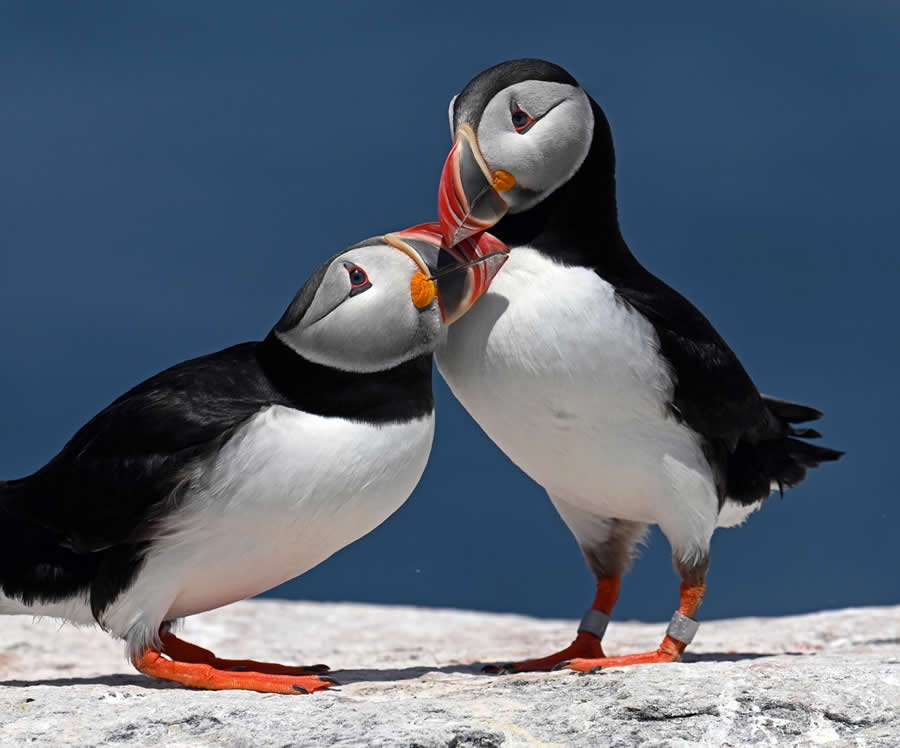 2025 Fine Art Photography Awards Wildlife Winners