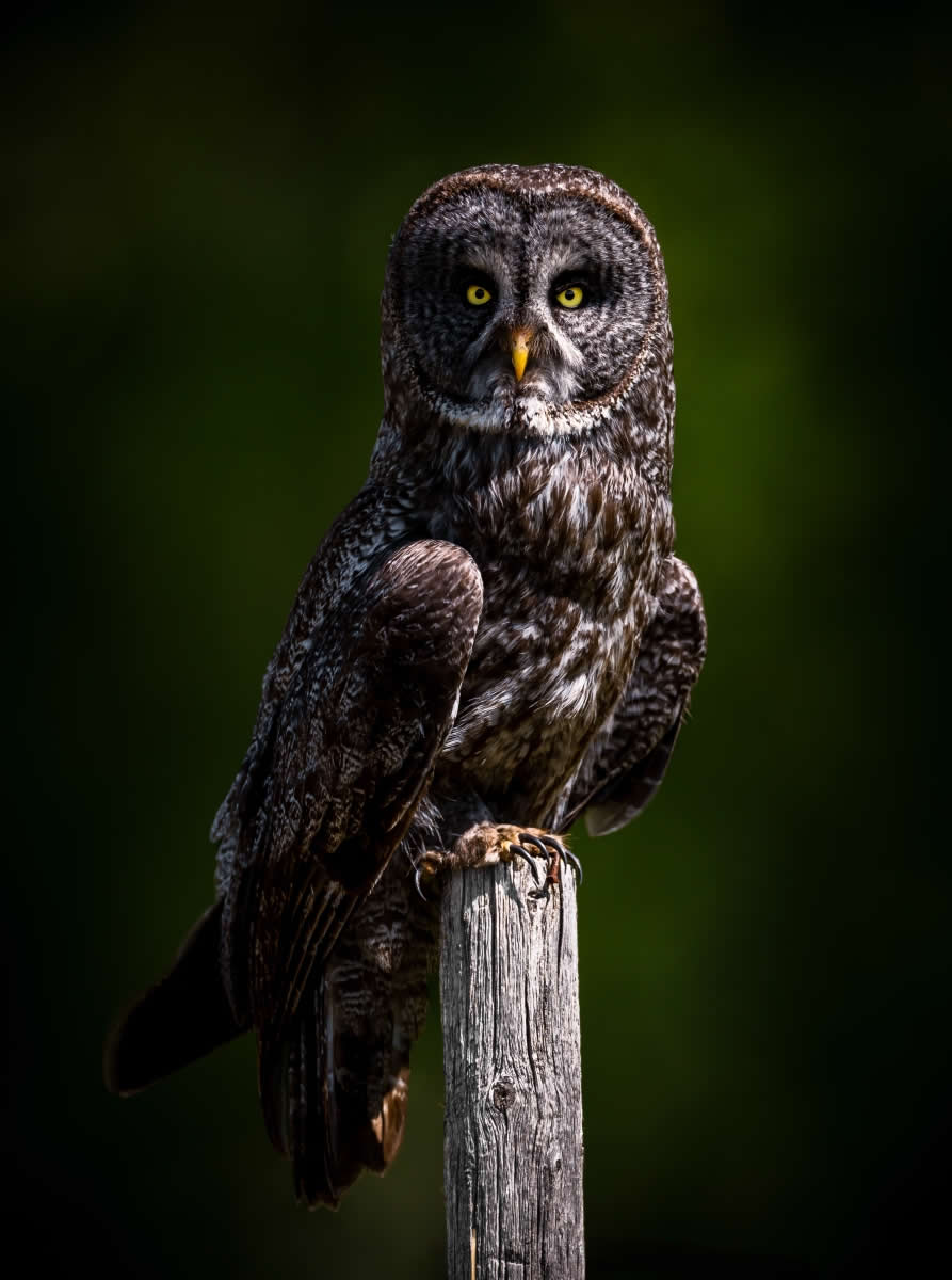2025 Fine Art Photography Awards Wildlife Winners