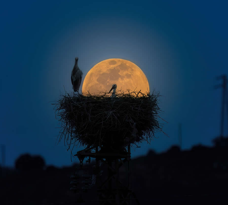 2025 Fine Art Photography Awards Wildlife Winners
