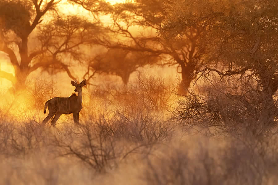 2025 Fine Art Photography Awards Wildlife Winners