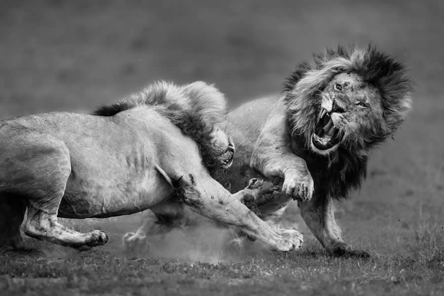 2025 Fine Art Photography Awards Wildlife Winners
