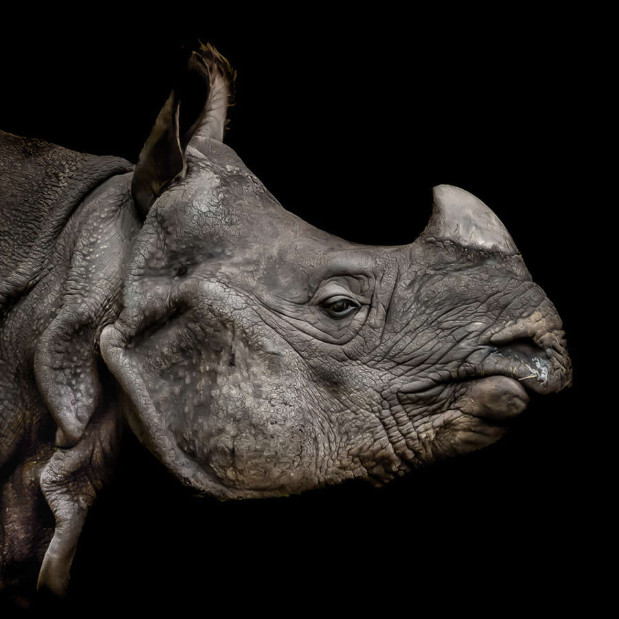 2025 Fine Art Photography Awards Wildlife Winners