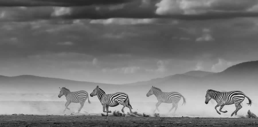2025 Fine Art Photography Awards Wildlife Winners