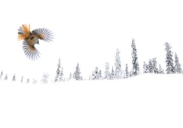 2025 Fine Art Photography Awards Wildlife Winners