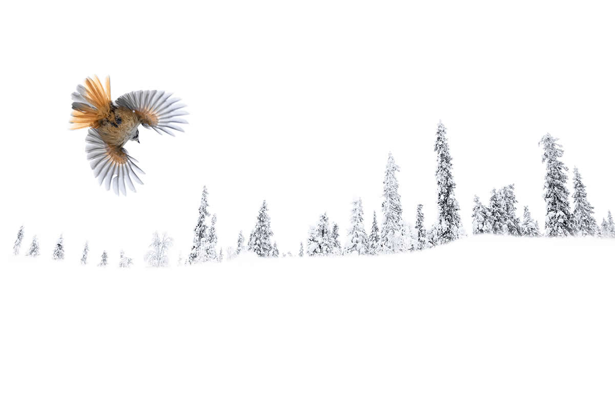 2025 Fine Art Photography Awards Wildlife Winners
