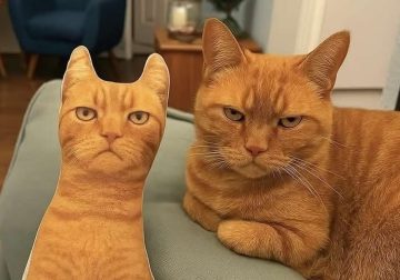 Funny Photos of Cats