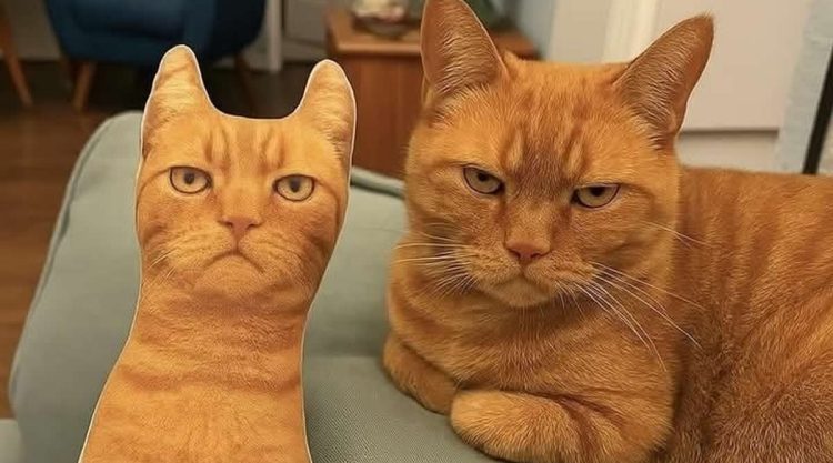Funny Photos of Cats