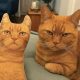 Funny Photos of Cats