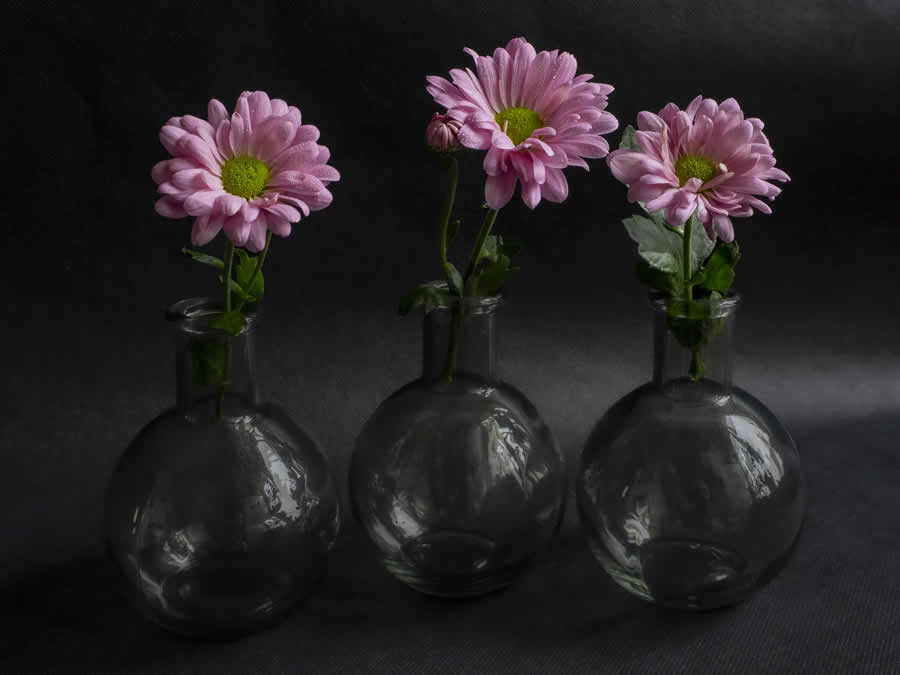Gurushots Still Life Photo Challenge Winners