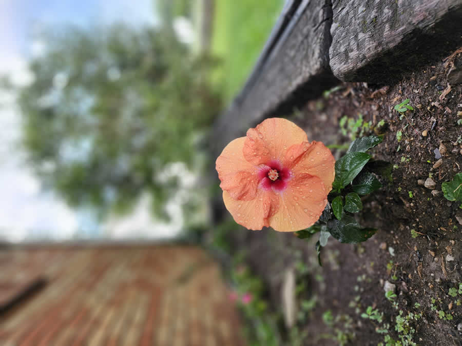Gurushots Still Life Photo Challenge Winners