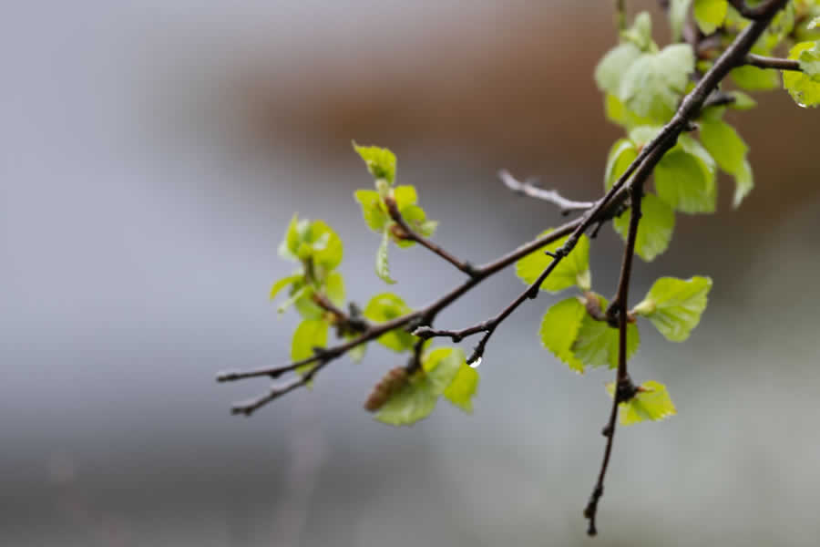 Gurushots Still Life Photo Challenge Winners